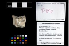 Foto (Objekt + Etikett) von Pithonoton marginatum (von Meyer, 1842)  (NHMW-GEO-2014-0194-0890)
